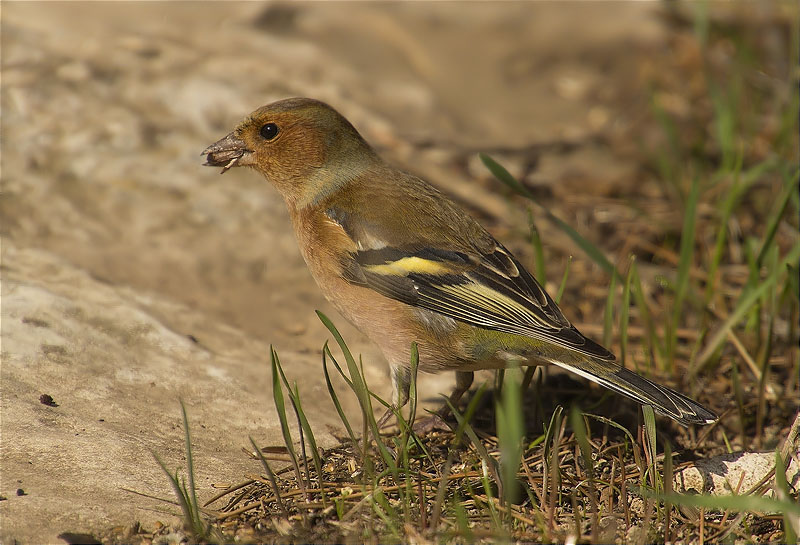 Mascle de Pinsà comú (Fringilla coelebs)