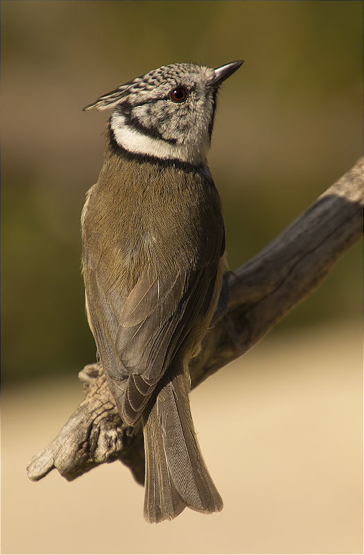 Mallerenga emplomallada (Parus cristatus)