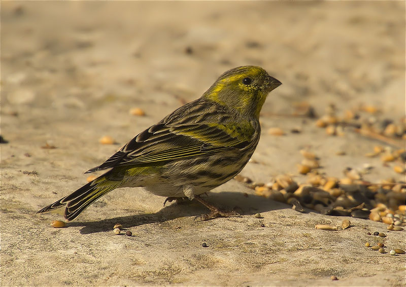 Gafarró (Serinus serinus)