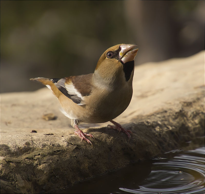 Durbec (Coccothraustes coccothraustes)