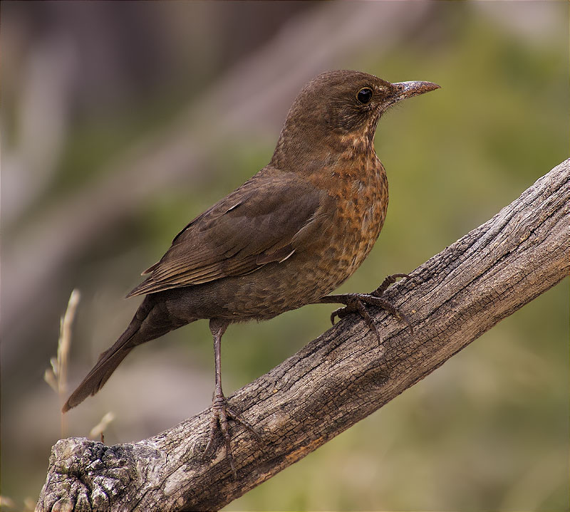 Jove de Merla (Turdus merula)