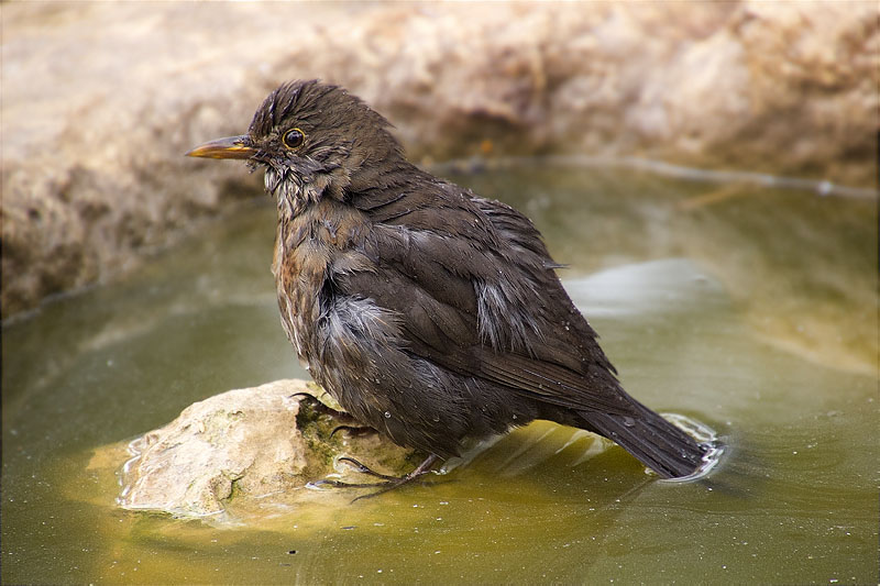 Jove de Merla (Turdus merula)