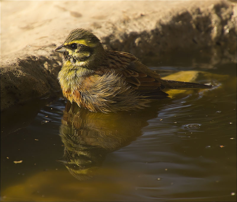 Mascle de Gratapalles (Emberiza cirlus)