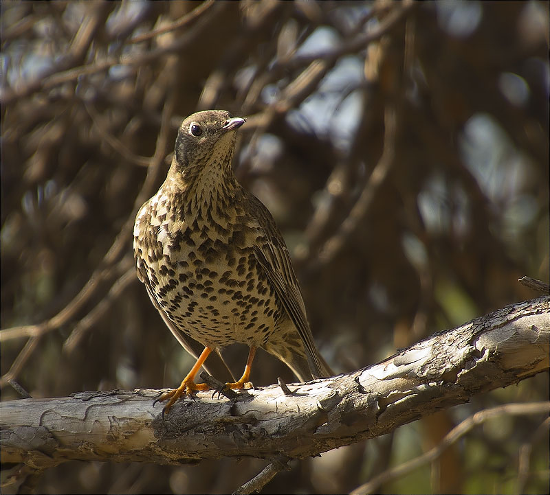 Griva (Turdus viscivorus)