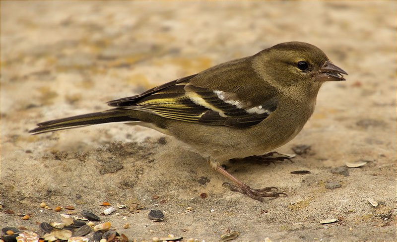 Femella de Pinsà comú (Fringilla coelebs)