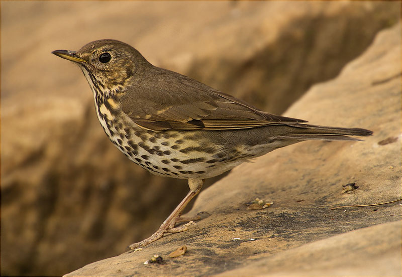 Tord comú (Turdus philomelos)