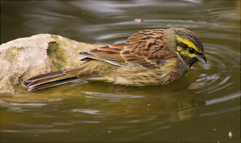 Mascle de Gratapalles (Emberiza cirlus)