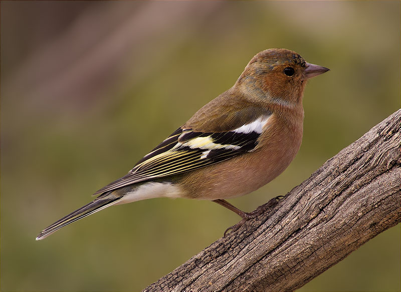 Mascle de Pinsà comú (Fringilla coelebs)