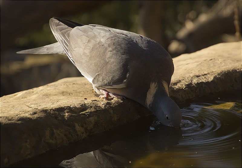 Tudó (Columba palumbus)