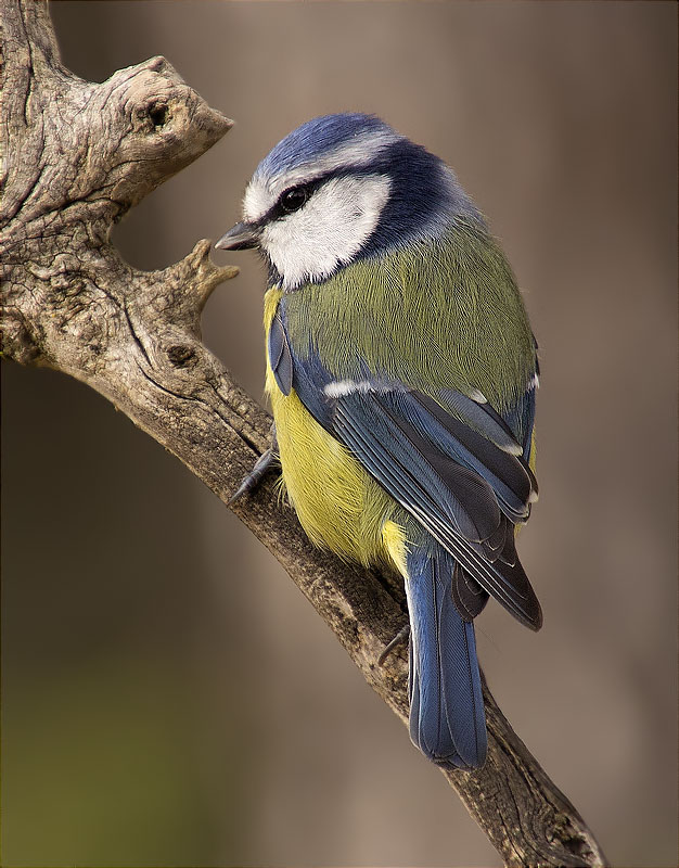 Mallerenga blava (Cyanistes caeruleus)