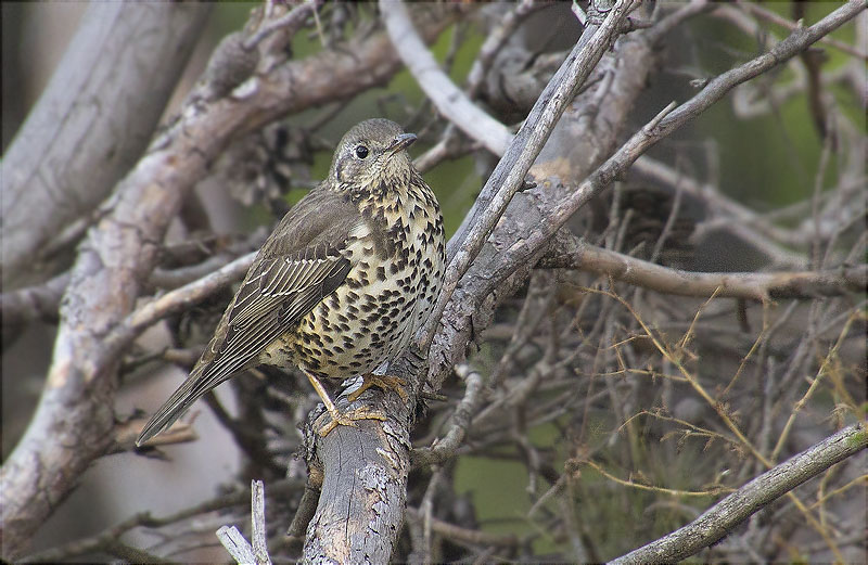 Griva (Turdus viscivorus)