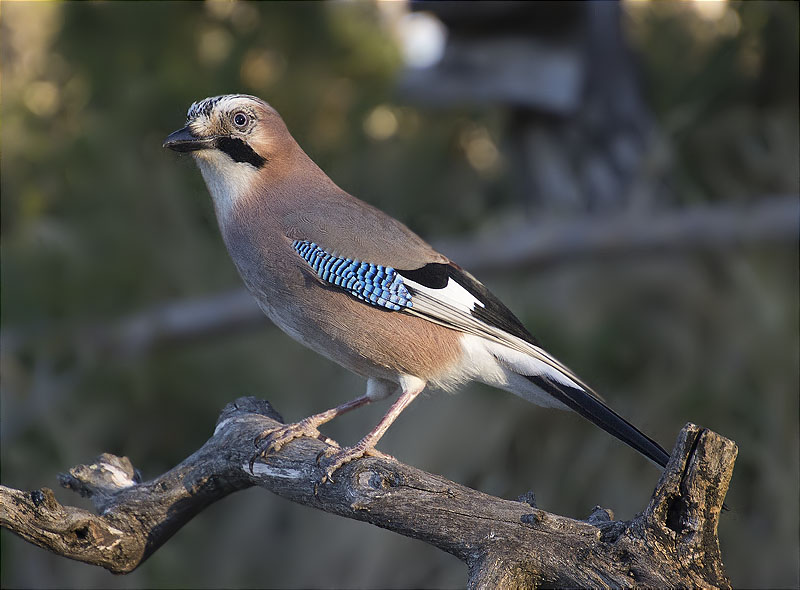 Gaig (Garrulus grandarius)