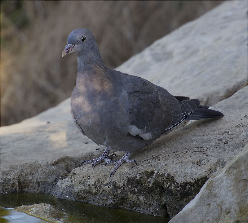 Jove de Tudó (Columba palumbus)