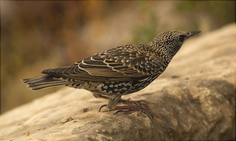 Estornell vulgar (Sturnus vulgaris)