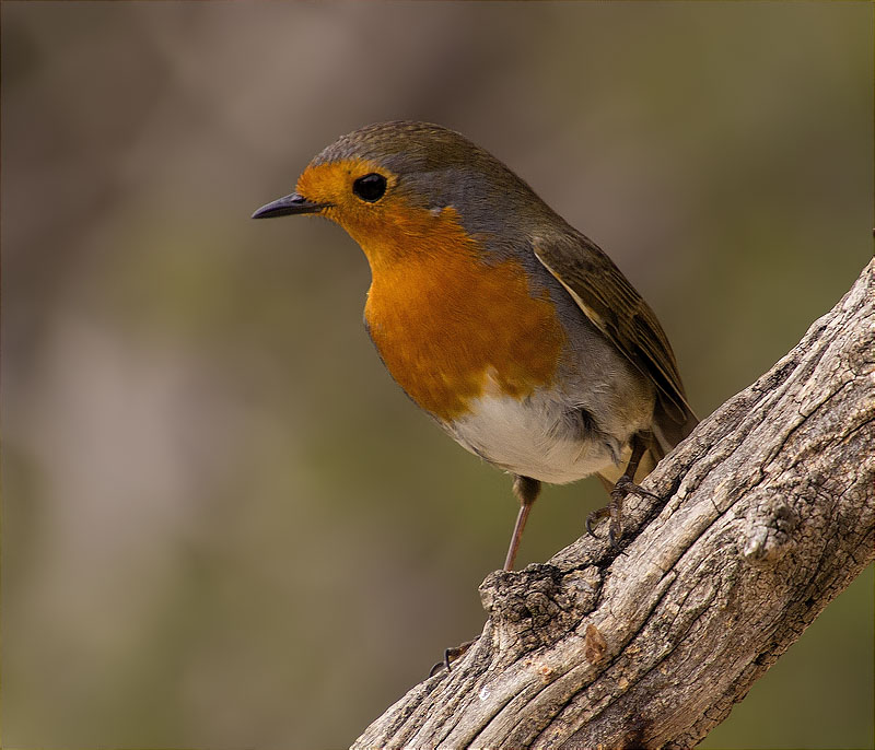 Pit roig (Erithacus rubecola)