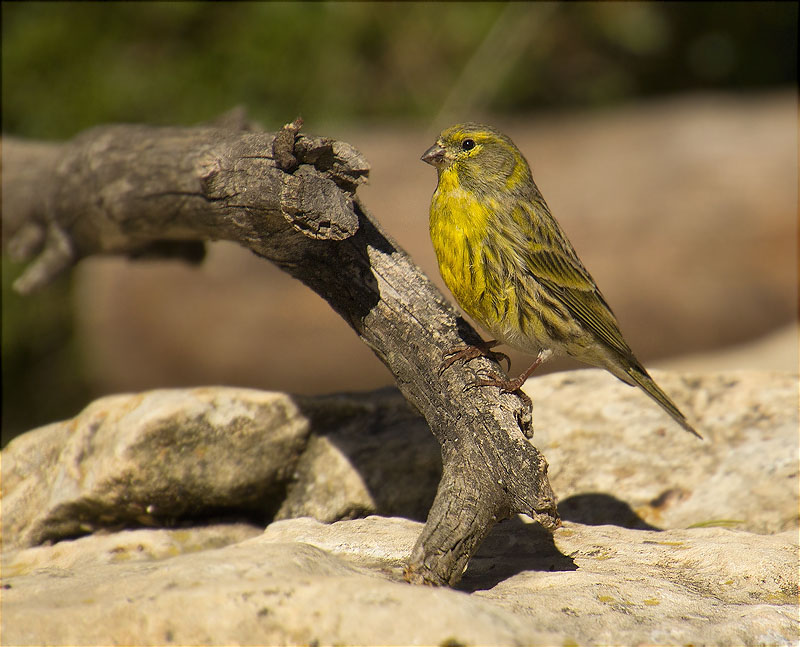 Gafarró (Serinus serinus)