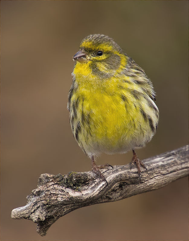 Gafarró (Serinus serinus)