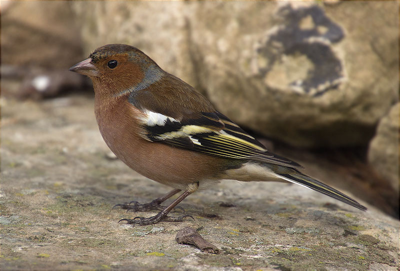 Mascle de Pinsà comú (Fringilla coelebs)