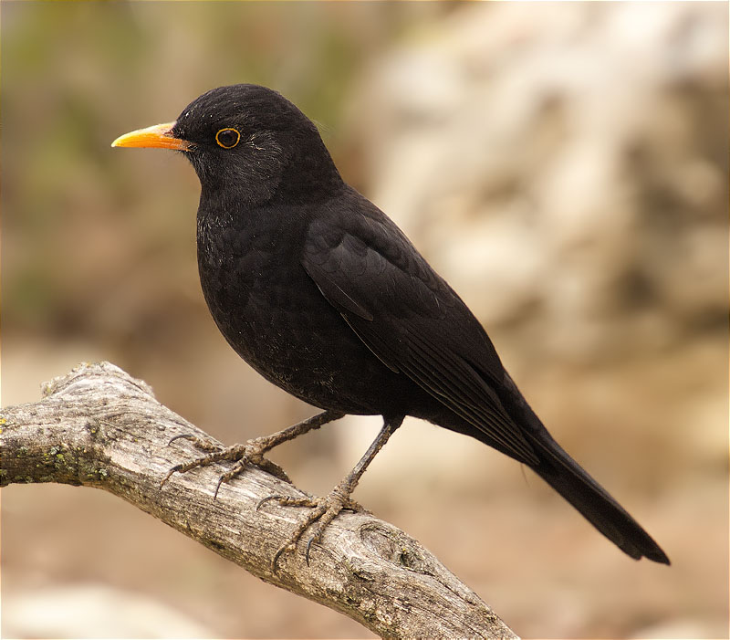 Mascle de Merla (Turdus merula)