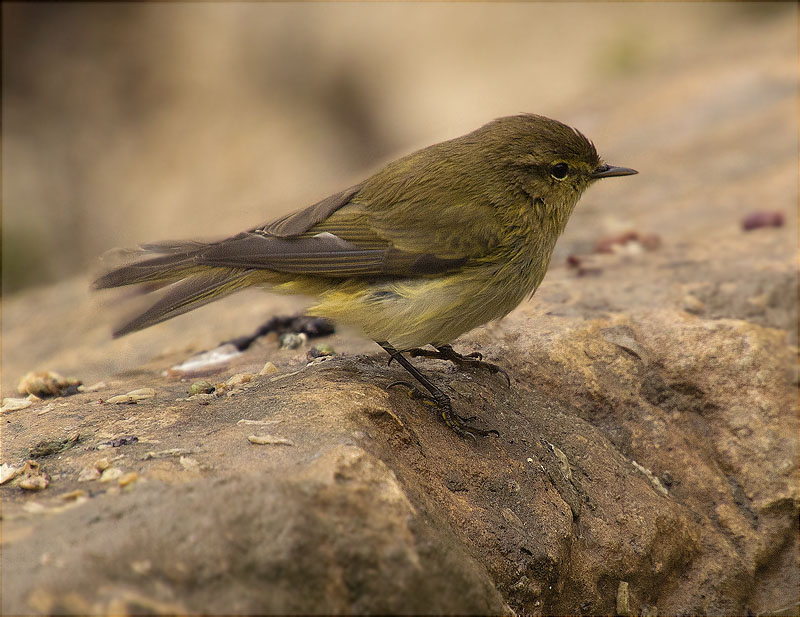 Mosquiter comú (Phylloscopus collybita)