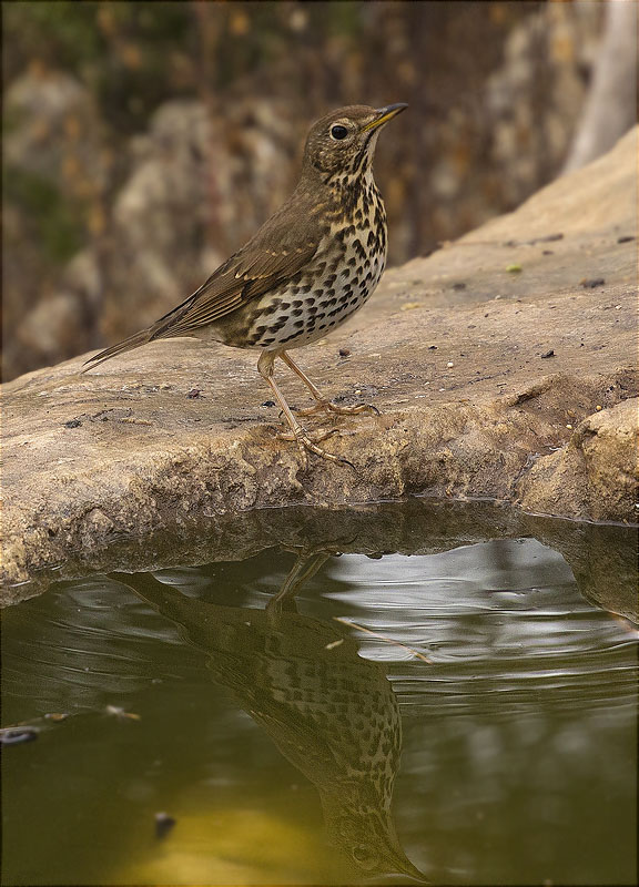 Tord comú (Turdus philomelos)