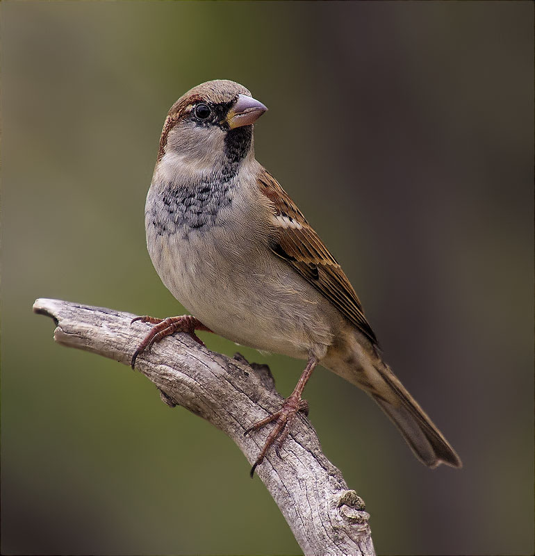 Mascle de Pardal comú (Paser domesticus)