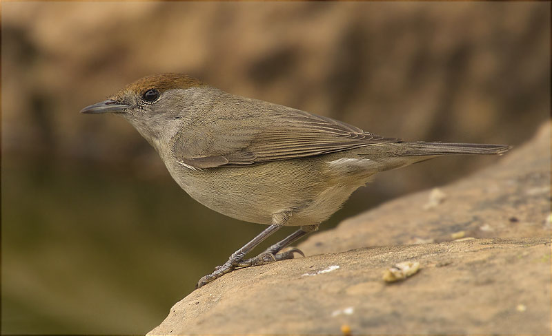 Femella de Tallarol de casquet (Sylvia atricapilla)