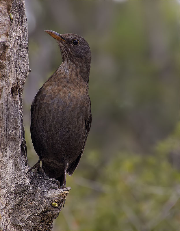 Femella de Merla (Turdus merula)