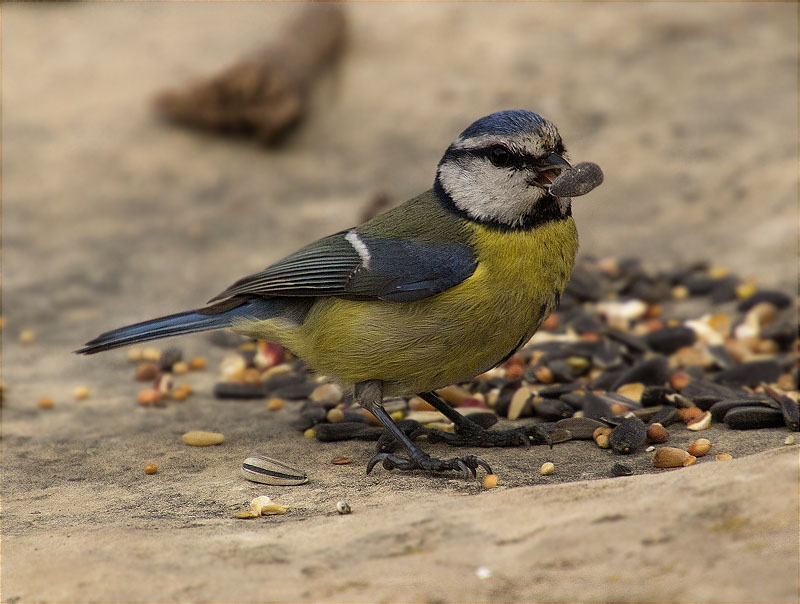 Mallerenga blava (Cyanistes caeruleus)