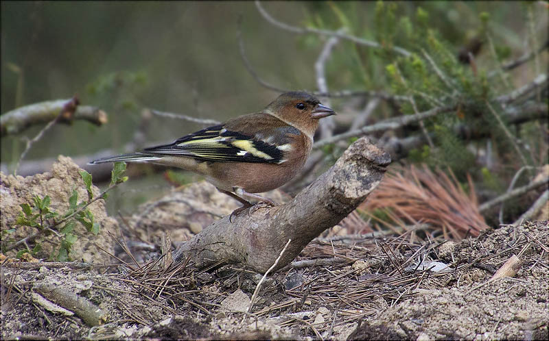 Mascle de Pinsà comú (Fringilla coelebs)