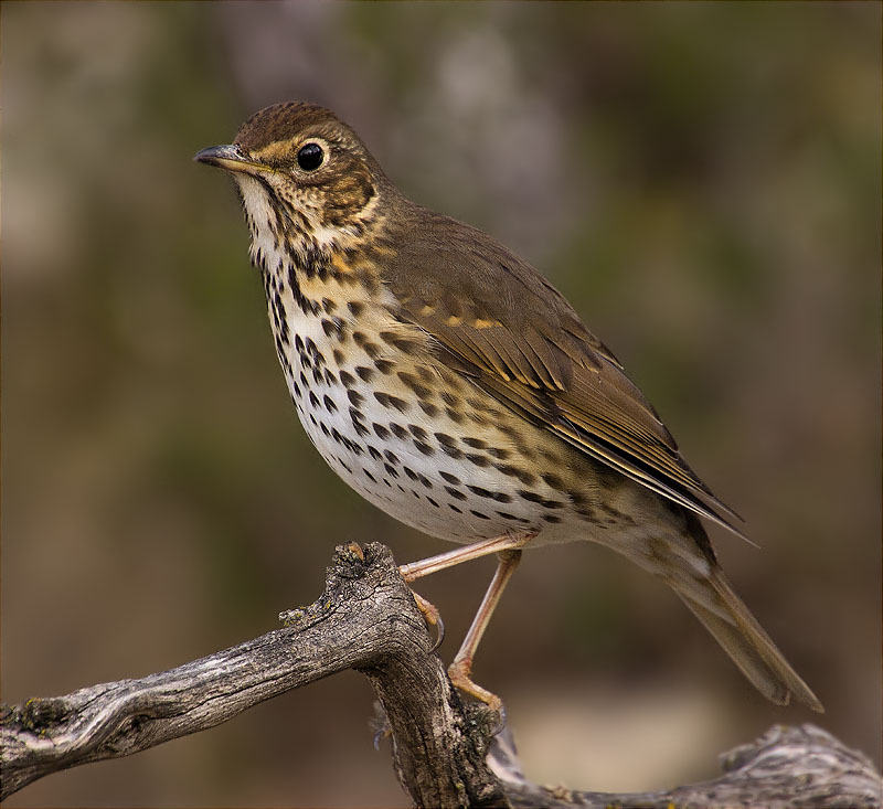 Tord comú (Turdus philomelos)