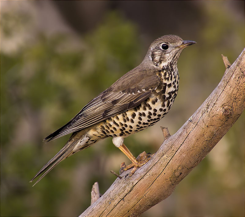 Griva (Turdus viscivorus)