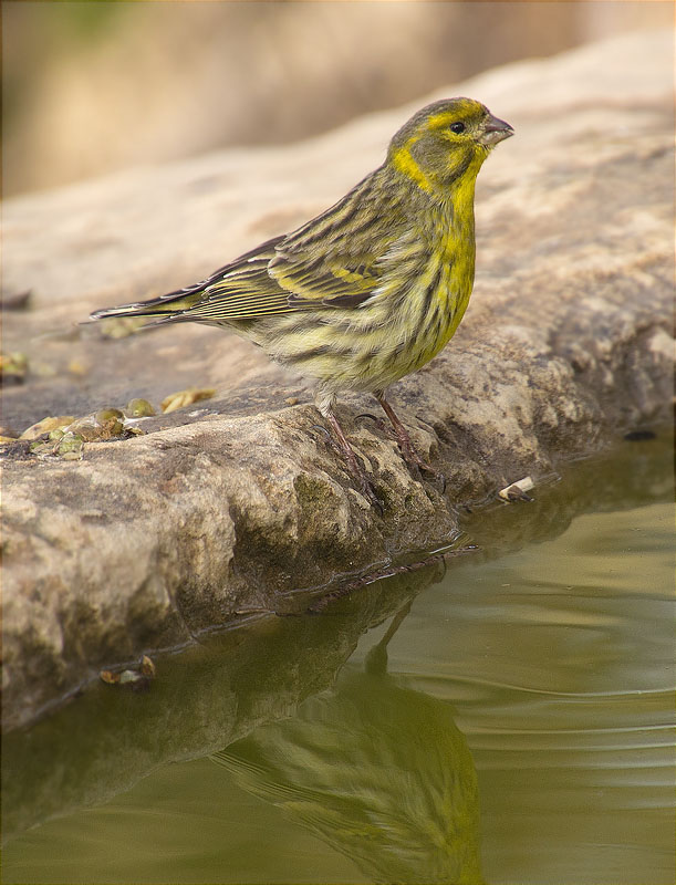 Gafarró (Serinus serinus)