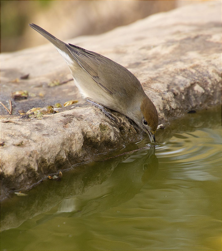 Femella de Tallarol de casquet (Sylvia atricapilla)