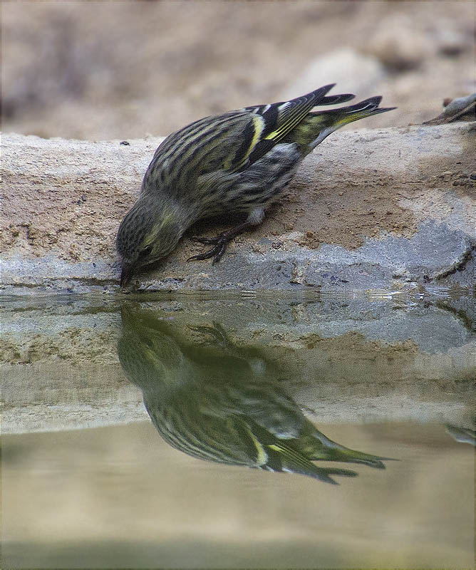 Gafarró (Serinus serinus)