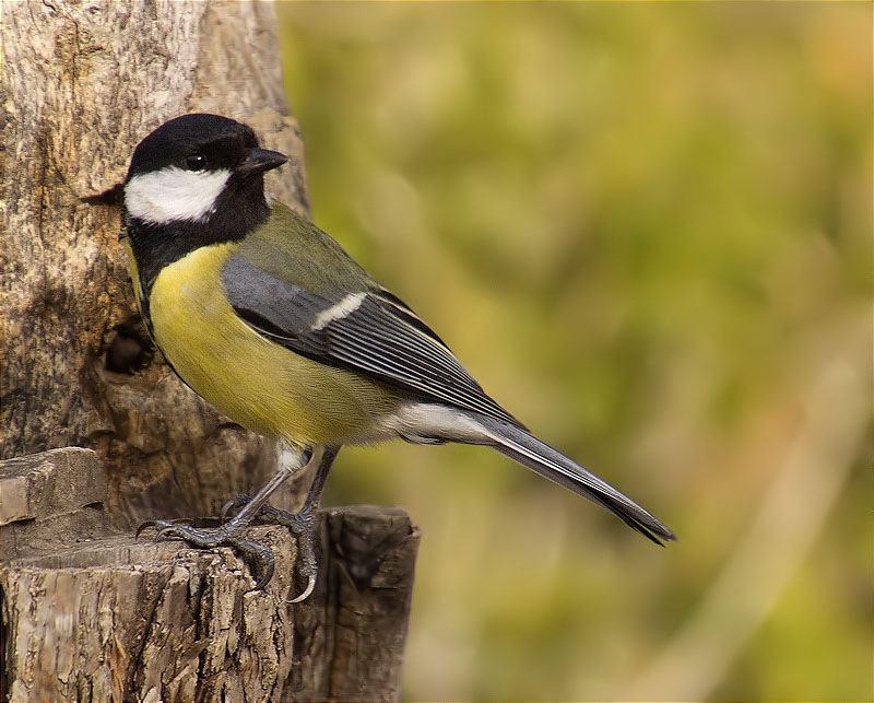 Mallerenga carbonera (Parus major)