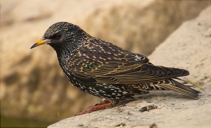 Estornell vulgar (Sturnus vulgaris)