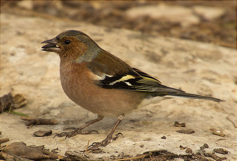 Mascle de Pinsà comú (Fringilla coelebs)