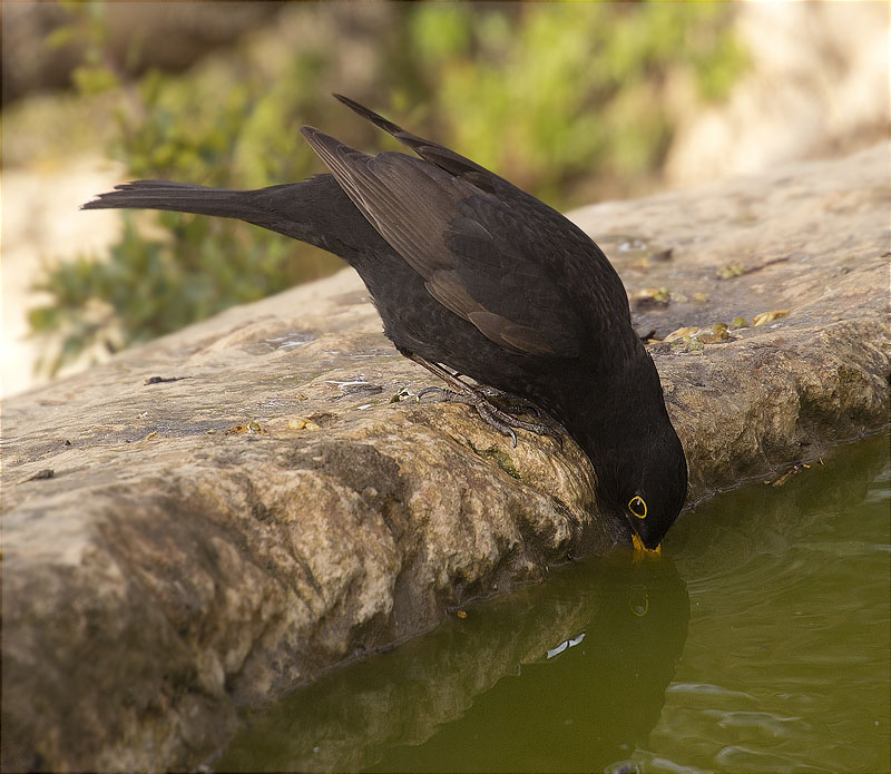 Mascle de Merla (Turdus merula)