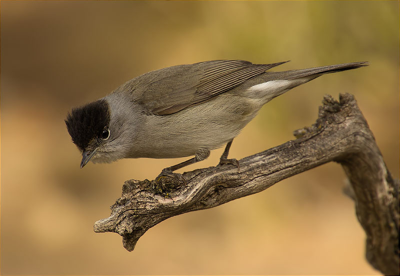 Mascle de Tallarol de casquet (Sylvia atricapilla)