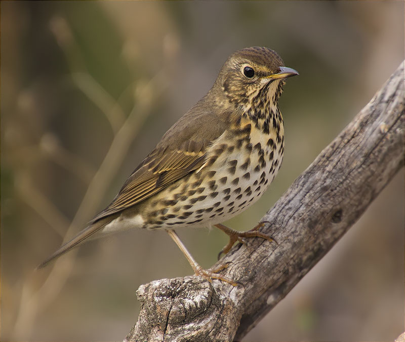 Tord comú (Turdus philomelos)