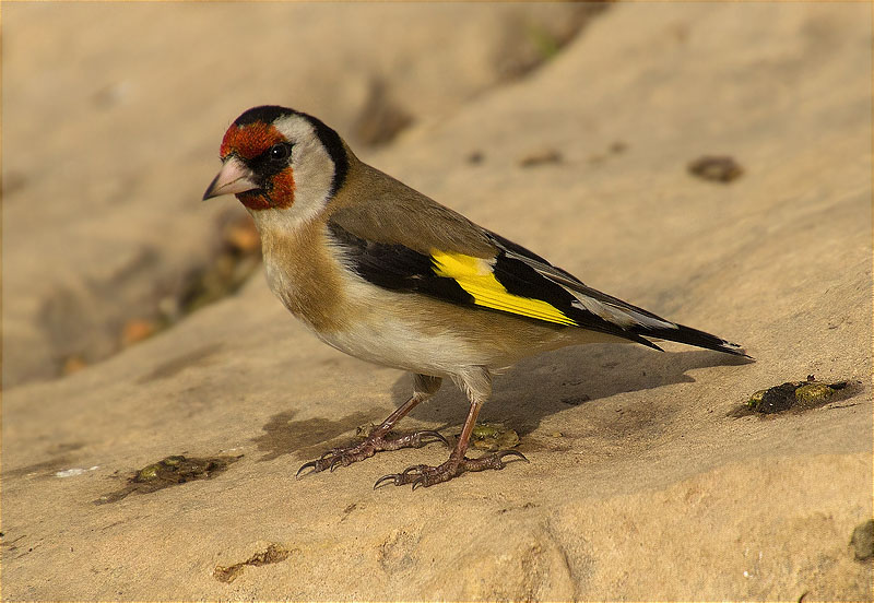 Cadernera (Carduelis carduelis)