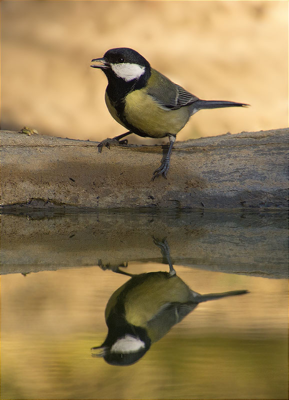 Mallerenga carbonera (Parus major)