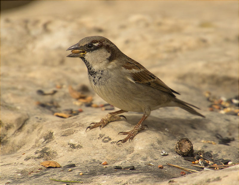 Mascle de Pardal comú (Paser domesticus)