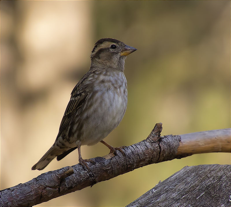 Pardal roquer (Petronia petronia)