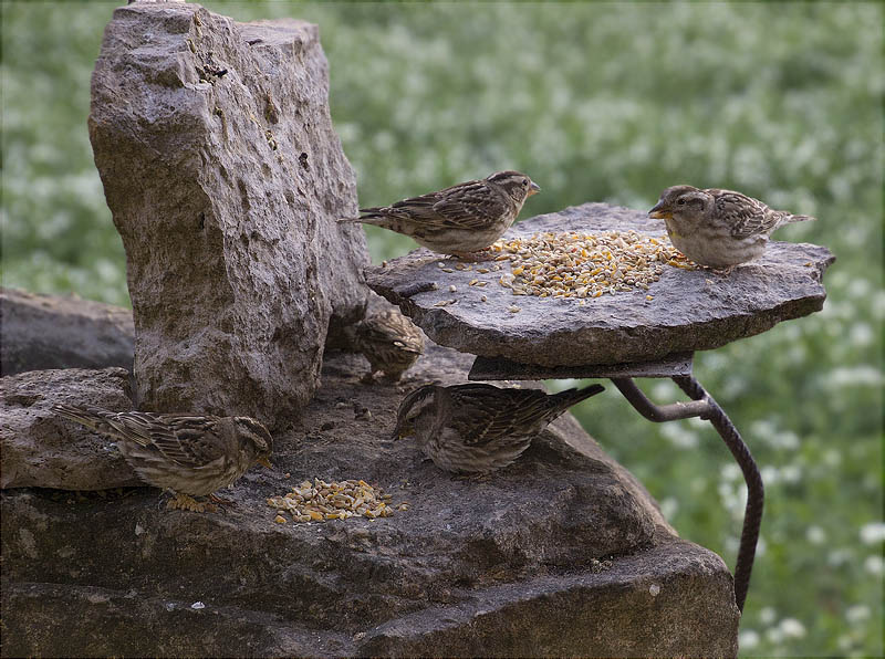 Pardal roquer (Petronia petronia)