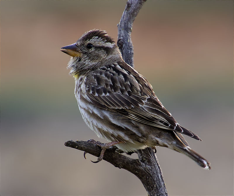 Pardal roquer (Petronia petronia)