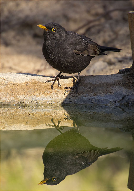 Mascle de Merla (Turdus merula)