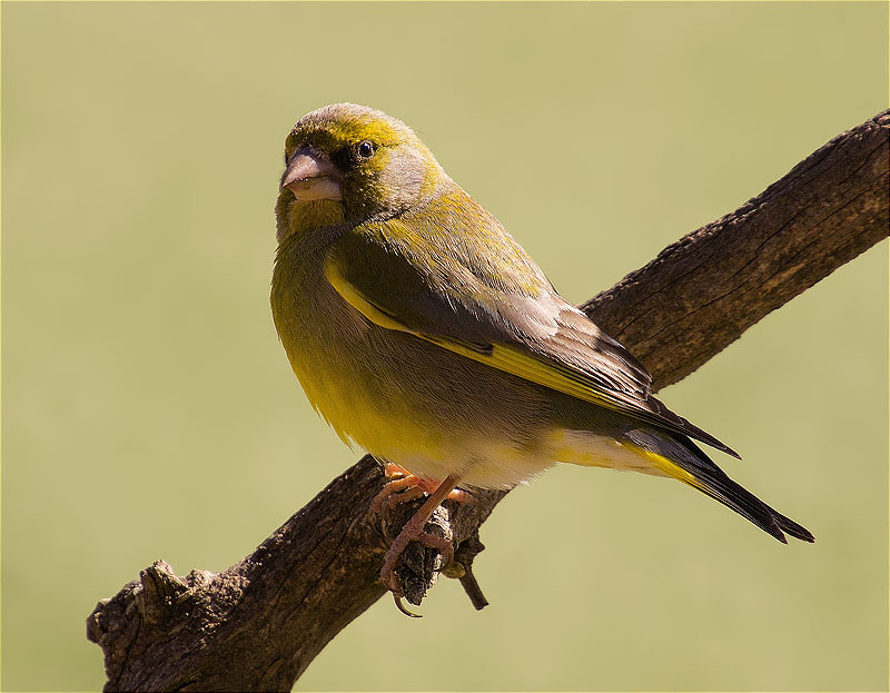 Mascle de Verdum (Carduelis chloris)