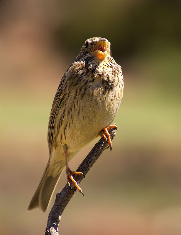 Cruixidell (Emberiza calandra)